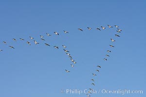 Skeins of snow geese fly in classic chevron formation, Chen caerulescens, Bosque del Apache National Wildlife Refuge, Socorro, New Mexico