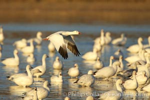 Snow geese gather to rest and preen, Chen caerulescens, Bosque del Apache National Wildlife Refuge, Socorro, New Mexico