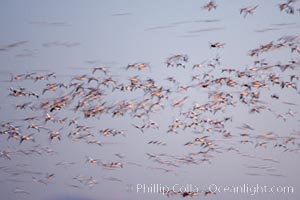 Snow geese flying in a vast skein.  Thousands of snow geese fly in predawn light, blurred due to time exposure, Chen caerulescens, Bosque del Apache National Wildlife Refuge, Socorro, New Mexico