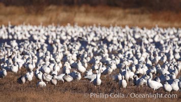 A flock of snow geese, numbering in the thousands, covers a freshwater pond as they rest, Chen caerulescens, Bosque del Apache National Wildlife Refuge, Socorro, New Mexico
