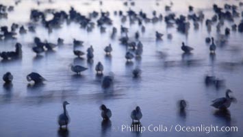 Snow geese rest on still waters, main empoundment, before sunrise, blurring of geese due to time exposure, Chen caerulescens, Bosque del Apache National Wildlife Refuge, Socorro, New Mexico