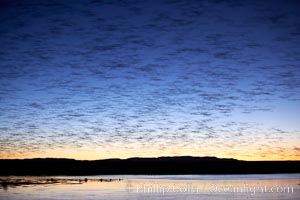 Snow geese at dawn.  Snow geese often "blast off" just before or after dawn, leaving the ponds where they rest for the night to forage elsewhere during the day, Chen caerulescens, Bosque del Apache National Wildlife Refuge, Socorro, New Mexico