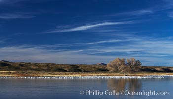 Snow geese and one of the "crane pools" in the northern part of Bosque del Apache NWR, Chen caerulescens, Bosque del Apache National Wildlife Refuge, Socorro, New Mexico