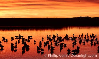 Snow geese rest on a still pond in rich orange and yellow sunrise light.  These geese have spent their night's rest on the main empoundment and will leave around sunrise to feed in nearby corn fields, Chen caerulescens, Bosque del Apache National Wildlife Refuge, Socorro, New Mexico