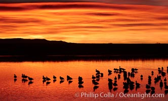 Snow geese rest on a still pond in rich orange and yellow sunrise light.  These geese have spent their night's rest on the main empoundment and will leave around sunrise to feed in nearby corn fields, Chen caerulescens, Bosque del Apache National Wildlife Refuge, Socorro, New Mexico