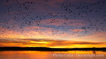 Snow geese at dawn.  Snow geese often "blast off" just before or after dawn, leaving the ponds where they rest for the night to forage elsewhere during the day, Chen caerulescens, Bosque del Apache National Wildlife Refuge, Socorro, New Mexico