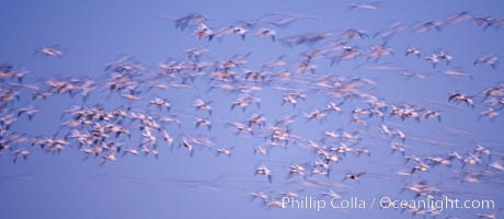 Snow geese flying in a vast skein.  Thousands of snow geese fly in predawn light, blurred due to time exposure, Chen caerulescens, Bosque del Apache National Wildlife Refuge, Socorro, New Mexico