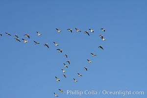 Skeins of snow geese fly in classic chevron formation, Chen caerulescens, Bosque del Apache National Wildlife Refuge, Socorro, New Mexico