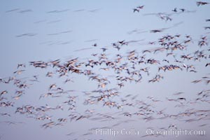 Snow geese flying in a vast skein.  Thousands of snow geese fly in predawn light, blurred due to time exposure, Chen caerulescens, Bosque del Apache National Wildlife Refuge, Socorro, New Mexico