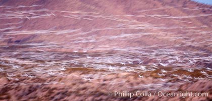 Snow geese at dawn.  Thousands of snow geese fly over the brown hills of Bosque del Apache National Wildlife Refuge.  In the dim predawn light, the geese appear as streaks in the sky, Chen caerulescens, Socorro, New Mexico