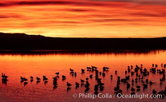 Snow geese rest on a still pond in rich orange and yellow sunrise light.  These geese have spent their night's rest on the main empoundment and will leave around sunrise to feed in nearby corn fields, Chen caerulescens, Bosque del Apache National Wildlife Refuge, Socorro, New Mexico