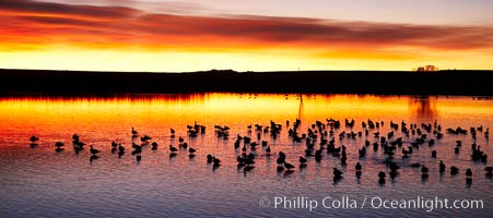 Snow geese at dawn.  Snow geese rest beneath richly colored predawn skies on the main impoundment pond at Bosque del Apache National Wildlife Refuge.  They will lift off by the thousands at sunrise, Chen caerulescens, Socorro, New Mexico