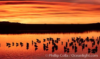 Snow geese rest on a still pond in rich orange and yellow sunrise light.  These geese have spent their night's rest on the main empoundment and will leave around sunrise to feed in nearby corn fields, Chen caerulescens, Bosque del Apache National Wildlife Refuge, Socorro, New Mexico