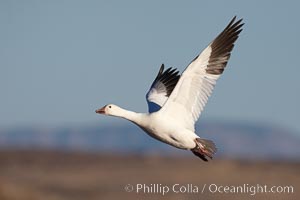 Snow goose in flight, Chen caerulescens, Bosque del Apache National Wildlife Refuge, Socorro, New Mexico