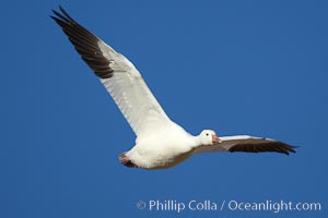 Snow goose in flight, Chen caerulescens, Bosque del Apache National Wildlife Refuge, Socorro, New Mexico