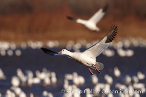 Snow goose in flight, slowing before landing to join a flock of snow geese resting on a pond. Bosque del Apache National Wildlife Refuge, Socorro, New Mexico, USA, Chen caerulescens, natural history stock photograph, photo id 21829