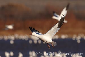 Snow goose in flight, slowing before landing to join a flock of snow geese resting on a pond, Chen caerulescens, Bosque del Apache National Wildlife Refuge, Socorro, New Mexico