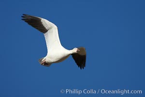 Snow goose in flight, Chen caerulescens, Bosque del Apache National Wildlife Refuge, Socorro, New Mexico