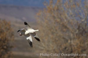 Snow goose in flight, Chen caerulescens, Bosque del Apache National Wildlife Refuge, Socorro, New Mexico