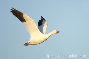 Snow goose in flight.  Tens of thousands of snow geese stop in Bosque del Apache NWR each winter during their migration, Chen caerulescens, Bosque del Apache National Wildlife Refuge, Socorro, New Mexico