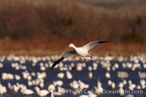Snow goose in flight, slowing before landing to join a flock of snow geese resting on a pond, Chen caerulescens, Bosque del Apache National Wildlife Refuge, Socorro, New Mexico