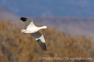 Snow goose in flight, Chen caerulescens, Bosque del Apache National Wildlife Refuge, Socorro, New Mexico