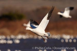 Snow goose in flight, slowing before landing to join a flock of snow geese resting on a pond, Chen caerulescens, Bosque del Apache National Wildlife Refuge, Socorro, New Mexico