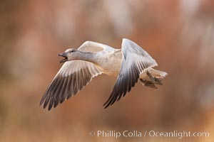 Snow goose in flight, Chen caerulescens, Bosque Del Apache, Socorro, New Mexico