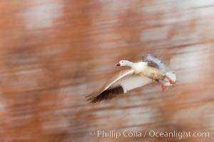 Snow goose in flight, Chen caerulescens, Bosque Del Apache, Socorro, New Mexico