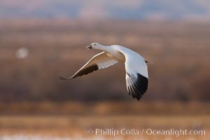 Snow goose in flight, Chen caerulescens, Bosque Del Apache, Socorro, New Mexico