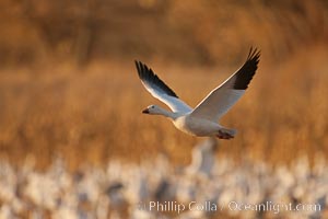 Snow goose in flight, Chen caerulescens, Bosque Del Apache, Socorro, New Mexico