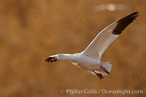 Snow goose in flight, Chen caerulescens, Bosque Del Apache, Socorro, New Mexico