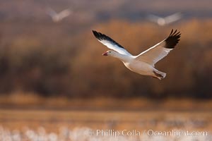 Snow goose in flight, Chen caerulescens, Bosque Del Apache, Socorro, New Mexico