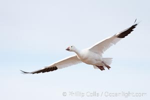 Snow goose in flight, Chen caerulescens, Bosque Del Apache, Socorro, New Mexico