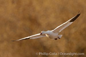 Snow goose in flight, Chen caerulescens, Bosque Del Apache, Socorro, New Mexico