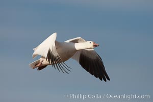 Snow goose in flight, Chen caerulescens, Bosque Del Apache, Socorro, New Mexico