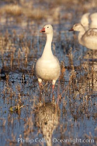 Snow goose portrait, as it stand in shallow water, Chen caerulescens, Bosque del Apache National Wildlife Refuge, Socorro, New Mexico