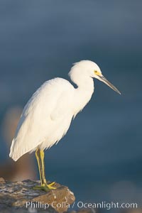 Snowy egret.  The snowy egret can be found in marshes, swamps, shorelines, mudflats and ponds.  The snowy egret eats shrimp, minnows and other small fish,  crustaceans and frogs.  It is found on all coasts of North America and, in winter, into South America, Egretta thula, La Jolla, California