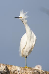 Snowy egret.  The snowy egret can be found in marshes, swamps, shorelines, mudflats and ponds.  The snowy egret eats shrimp, minnows and other small fish,  crustaceans and frogs.  It is found on all coasts of North America and, in winter, into South America, Egretta thula, La Jolla, California