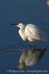 Snowy egret, Egretta thula, Upper Newport Bay Ecological Reserve, Newport Beach, California