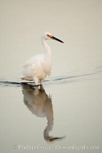 Snowy egret wading, foraging for small fish in shallow water, Egretta thula, San Diego Bay National Wildlife Refuge