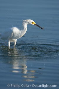 Snowy egret wading, foraging for small fish in shallow water, Egretta thula, San Diego Bay National Wildlife Refuge