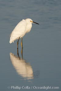 Snowy egret wading, foraging for small fish in shallow water, Egretta thula, San Diego Bay National Wildlife Refuge