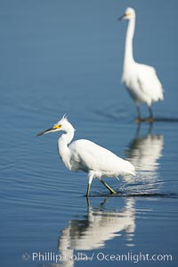 Snowy egret wading, foraging for small fish in shallow water, Egretta thula, San Diego Bay National Wildlife Refuge