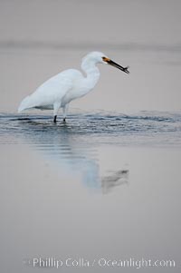 Snowy egret wading, foraging for small fish in shallow water, Egretta thula, San Diego Bay National Wildlife Refuge