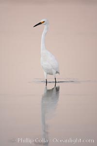 Snowy egret wading, foraging for small fish in shallow water, Egretta thula, San Diego Bay National Wildlife Refuge