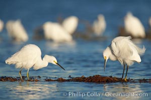 Snowy egrets foraging in drifting patch of kelp, Egretta thula, San Diego River