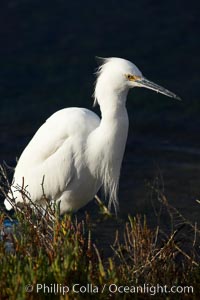 Snowy egret, Egretta thula, Bolsa Chica State Ecological Reserve, Huntington Beach, California