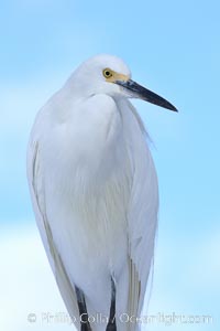 Snowy egret, Egretta thula, San Diego, California