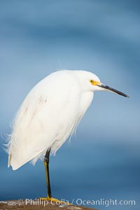 Snowy egret.  The snowy egret can be found in marshes, swamps, shorelines, mudflats and ponds.  The snowy egret eats shrimp, minnows and other small fish,  crustaceans and frogs.  It is found on all coasts of North America and, in winter, into South America, Egretta thula, La Jolla, California